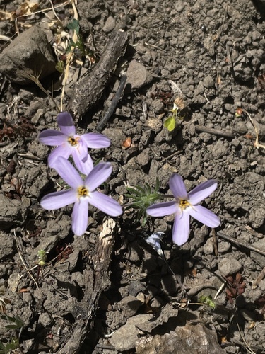 iNaturalist observation photo of false babystars