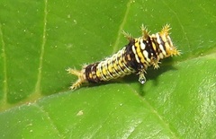 Graphium angolanus angolanus