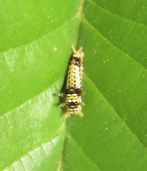 Graphium angolanus angolanus
