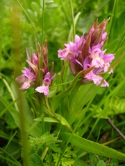 Dactylorhiza euxina