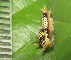 Graphium angolanus angolanus