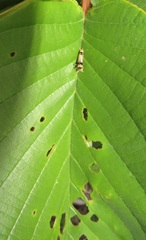 Graphium angolanus angolanus