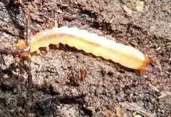 Schizotus cervicalis