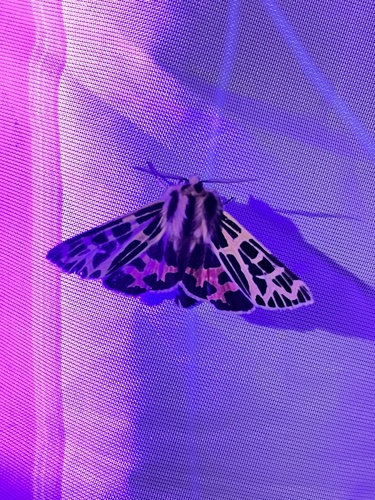 iNaturalist observation photo of Ornate Tiger Moth