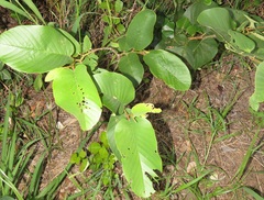 Annona senegalensis