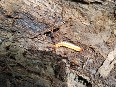 Schizotus cervicalis