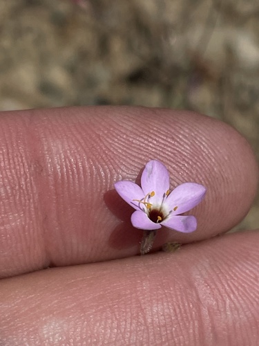 iNaturalist observation photo of Serpentine Leptosiphon