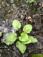 Plantago cordata