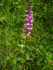 Dactylorhiza euxina
