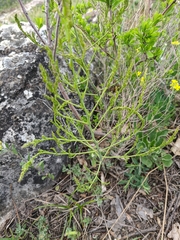 Asparagus verticillatus