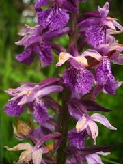 Dactylorhiza euxina