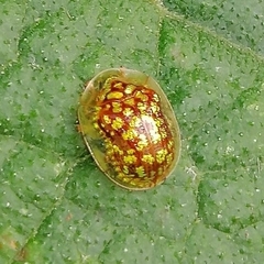 Cteisella guttigera