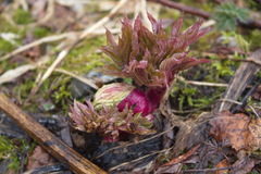 Angelica ursina