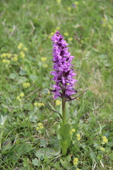 Dactylorhiza euxina