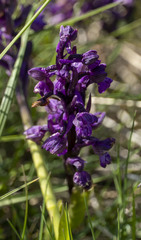 Anacamptis morio morio