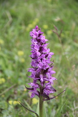 Dactylorhiza euxina