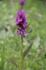 Dactylorhiza euxina