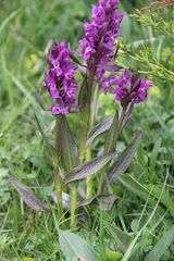 Dactylorhiza euxina