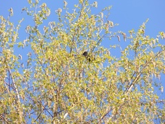 Sturnus vulgaris