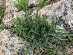 Takhtajaniantha crispa