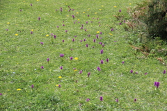 Dactylorhiza euxina