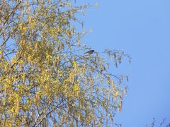 Phoenicurus phoenicurus