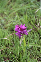 Dactylorhiza euxina