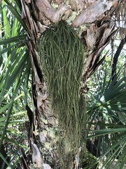 Vittaria lineata image