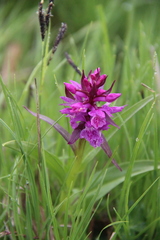 Dactylorhiza euxina
