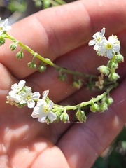 Hackelia diffusa arida