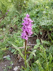 Dactylorhiza euxina