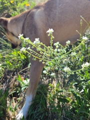 Hackelia diffusa arida
