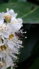 Rhinophoridae