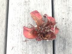 Bombax ceiba