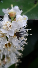 Rhinophoridae