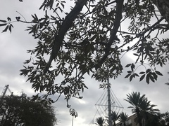 Bombax ceiba