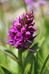 Dactylorhiza euxina
