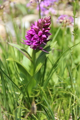 Dactylorhiza euxina