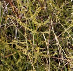 Asparagus cooperi