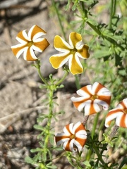 Jamesbrittenia albomarginata