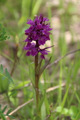 Dactylorhiza euxina