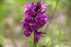 Dactylorhiza euxina