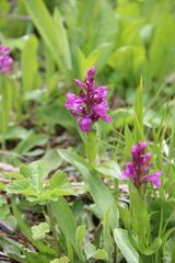 Dactylorhiza euxina