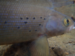 Thymallus arcticus