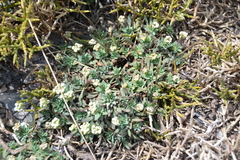 Teesdalia conferta