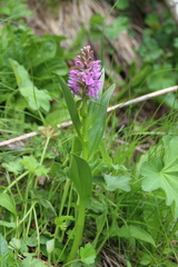 Dactylorhiza euxina