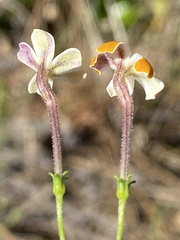 Jamesbrittenia albomarginata