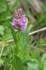 Dactylorhiza euxina