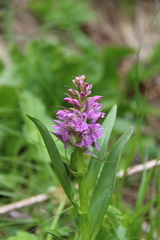 Dactylorhiza euxina