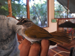 Arremonops chloronotus